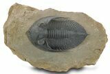 Prone Zlichovaspis Trilobite - Orange Eye Preservation! #381608-3